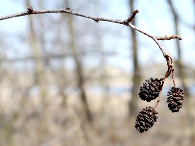 Cones branch dry