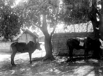 Ridoxar med avsågade horn och bortskuren dröfapp. Ambabo, n.v. Madagaskar. Ambabo - SMVK - 001741