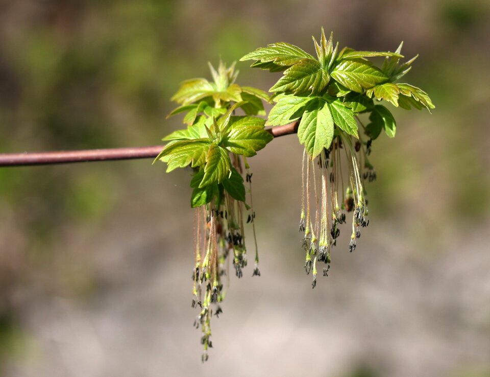 Inflorescence green decorative