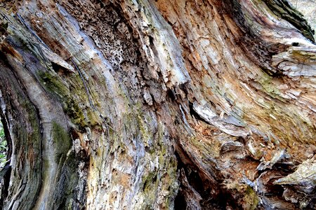 Tree wood stump photo