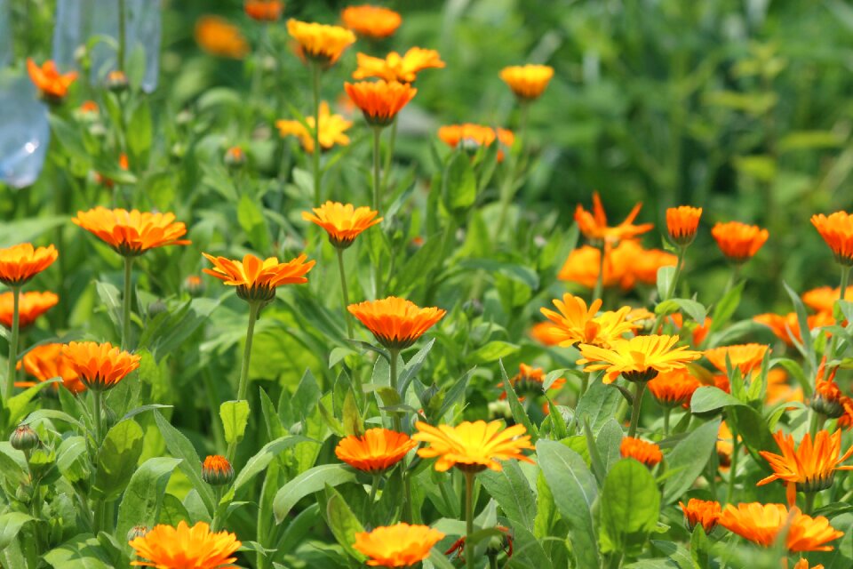 Medicinal plants nature plant