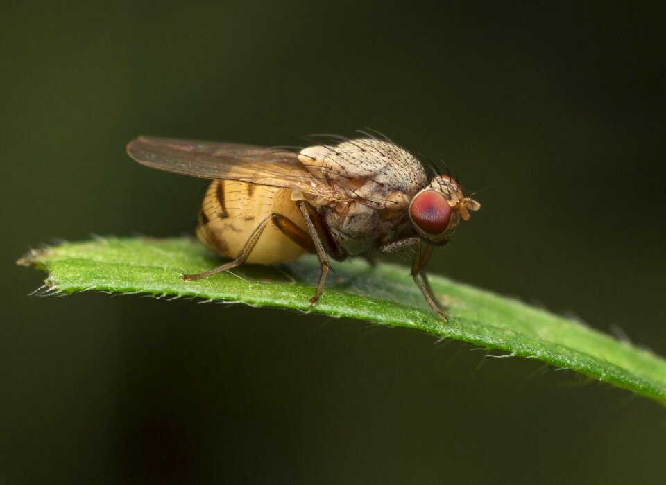 Wing animal nature