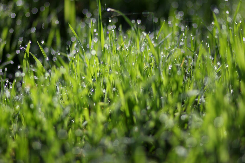 Wet green bokeh