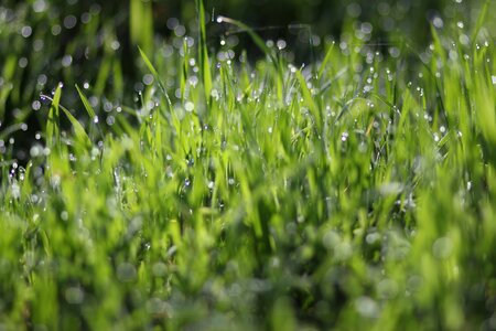 Wet green bokeh
