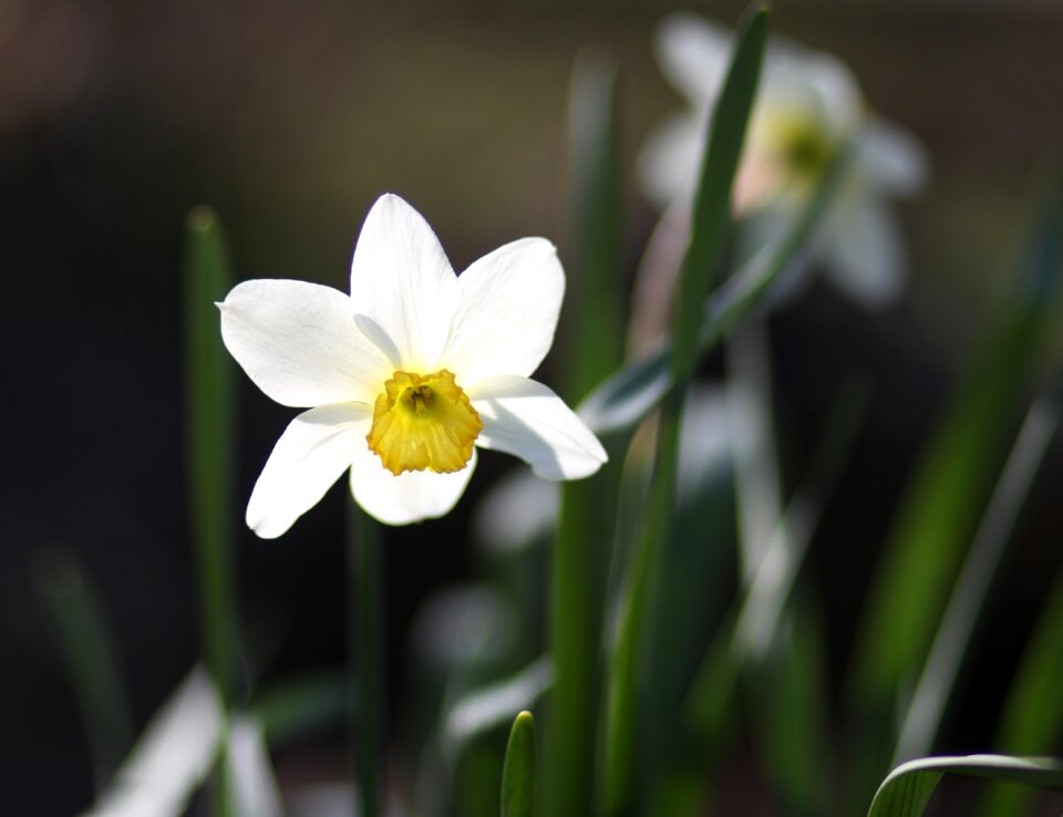 White supplies spring