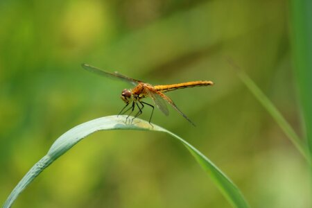 Outdoors dragonfly plant photo