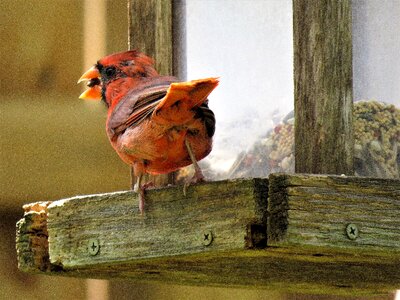 Cardinal red wildlife photo