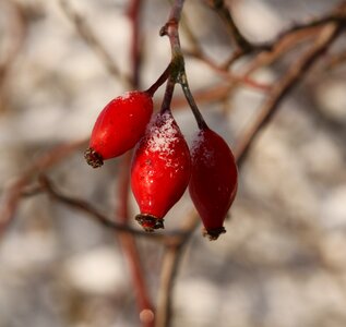 Rose hip red beautiful