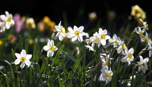 White supplies spring