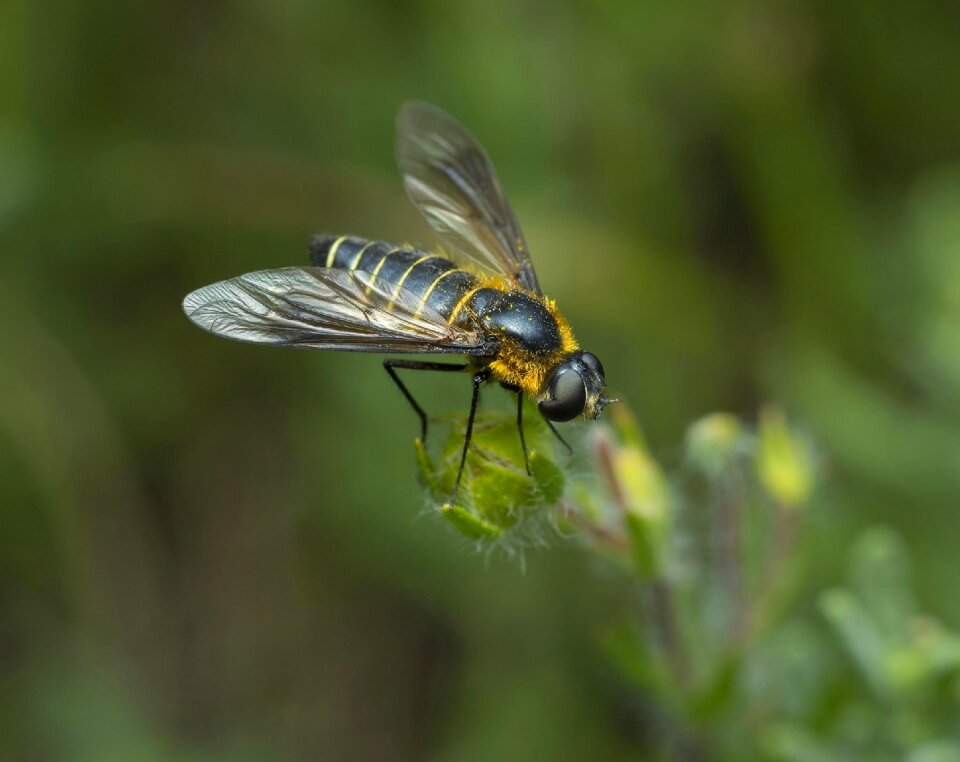Fly wing animal