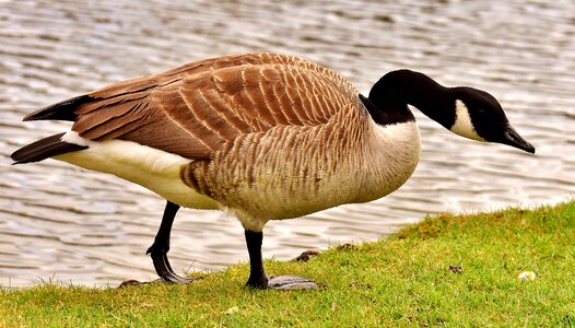 Bird poultry greylag goose photo