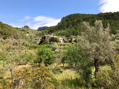 Mallorca forest nature