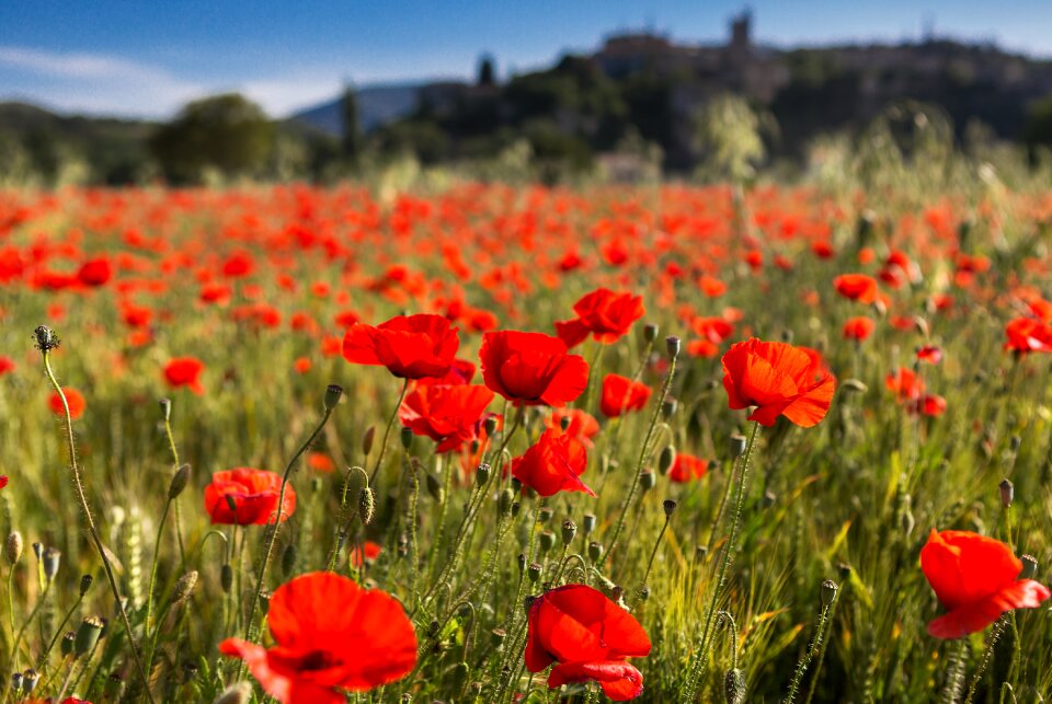 Poppies vervier rhône
