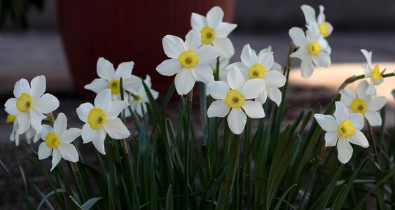 White supplies spring