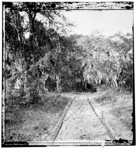 Road through woods, near Hilton Head, South Carolina LOC cwpb.03273