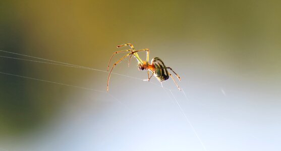 Nature animalia colombia