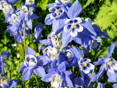 Close up nature blue flower