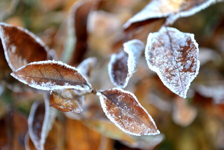 Brown nature rime photo