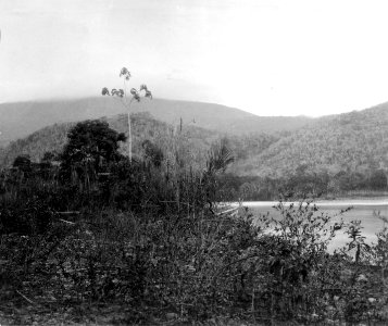 Rio Inambari, Peru. Palo balsa (balsa-träd) vid R. Inambari. Peru - SMVK - 002692