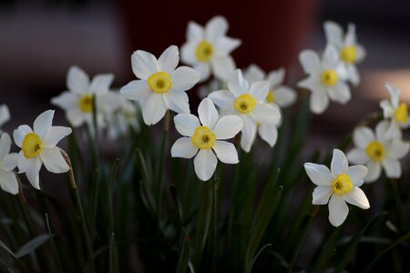 White supplies spring