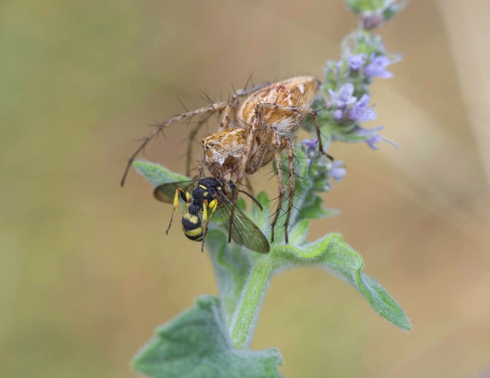 Wing outdoors brown bee