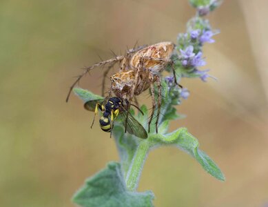 Wing outdoors brown bee