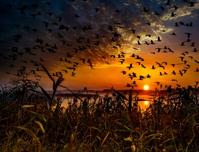 Swarm birds sky photo