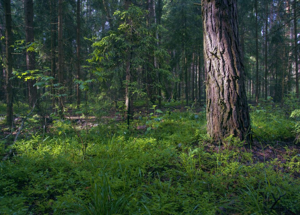 Trees russia landscape
