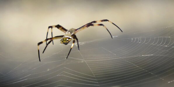 Arachnid wild life colombia