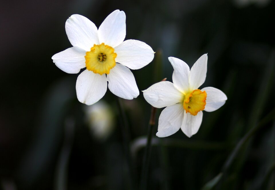 White supplies spring