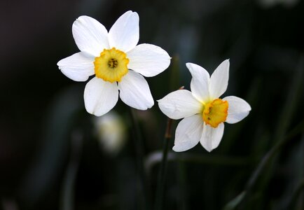 White supplies spring