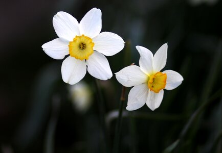 White supplies spring photo