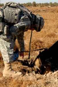 Roadside clearance near Forward Operating Base Kalsu DVIDS141201