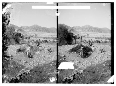 Road to Jericho, Jordan, etc. Mt. of Temptation, general view. LOC matpc.06476