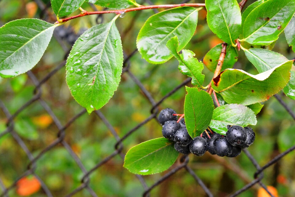 After the rain nature food