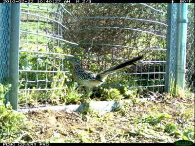 Roadrunner at the One-Way Gate (11425621795)