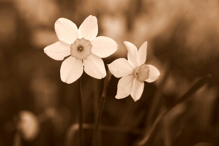 White supplies spring