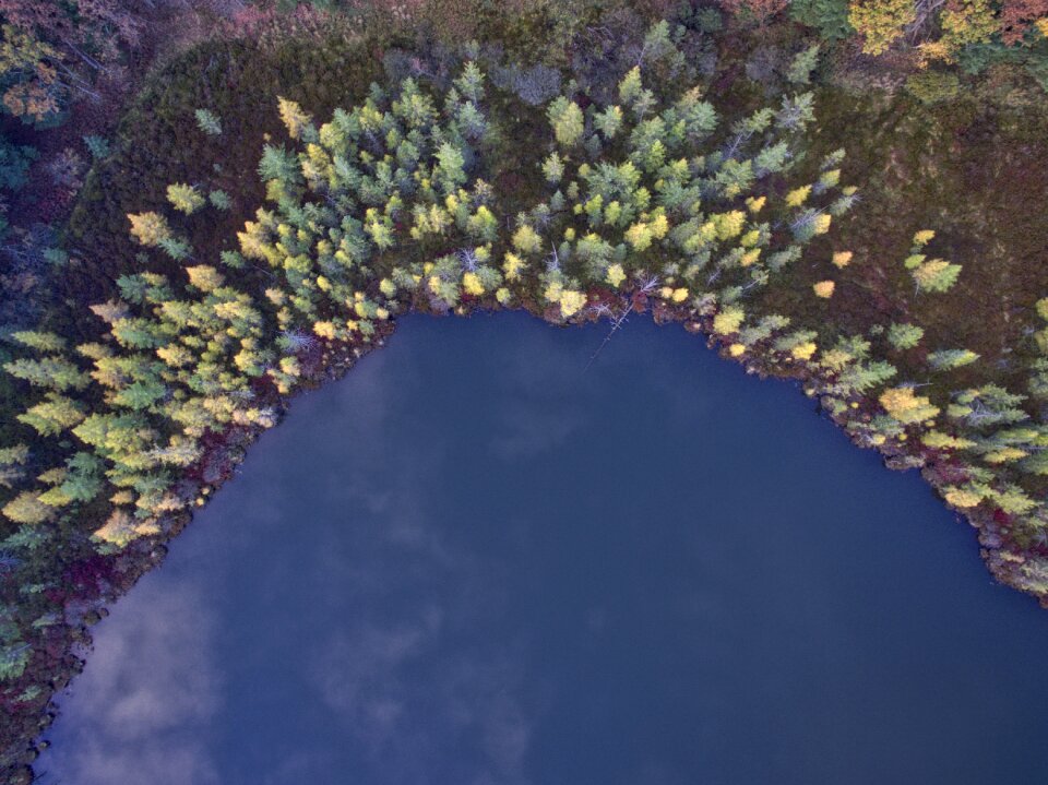 View plant forest