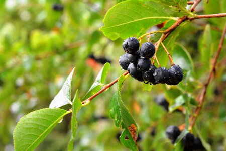 After the rain nature food