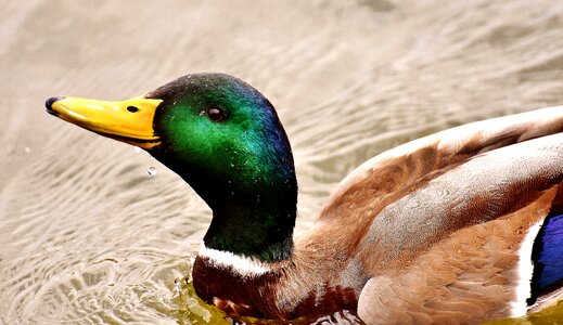Duck bird nature spring meadow