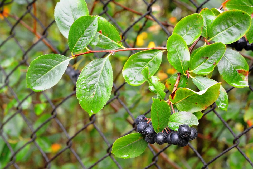 After the rain nature food