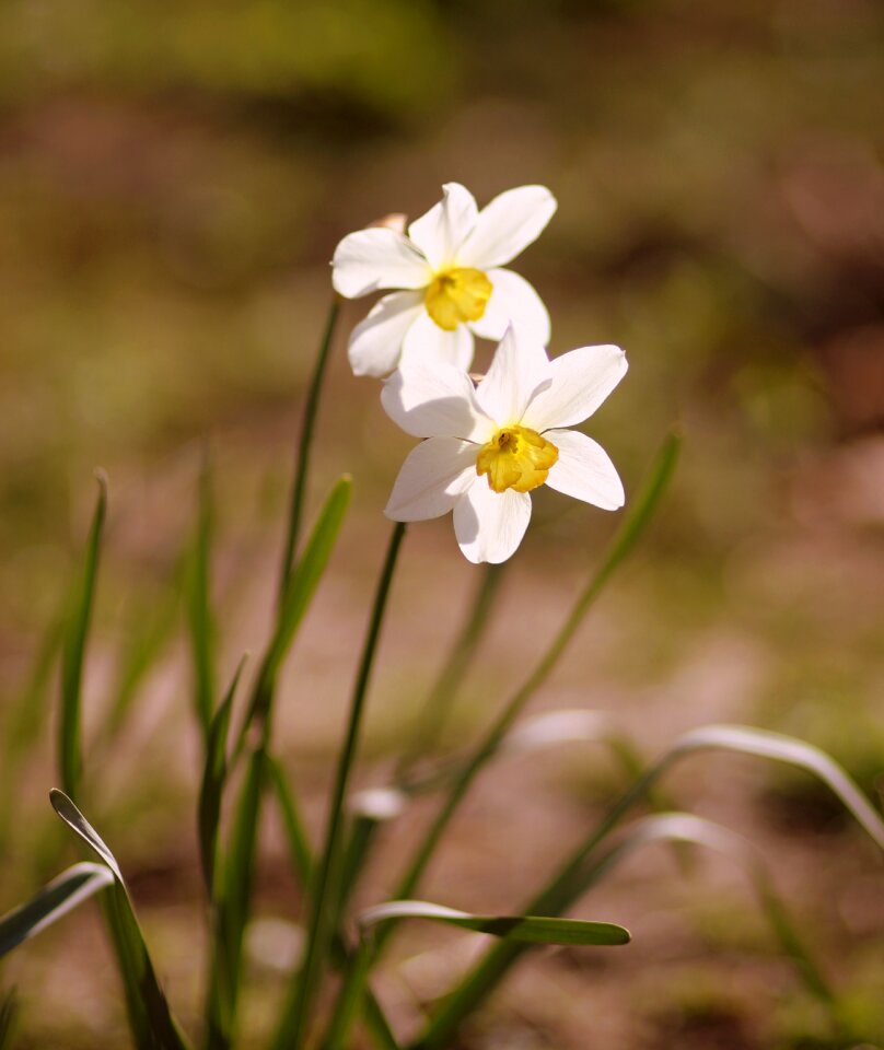 White supplies spring