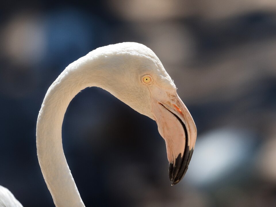 Looking bird avian