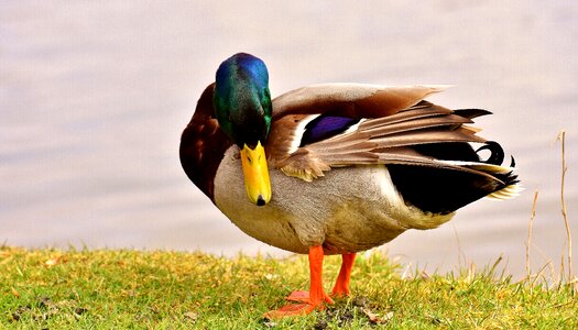 Duck bird nature spring meadow
