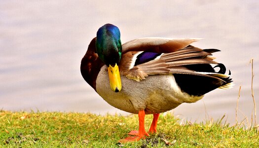 Duck bird nature spring meadow photo