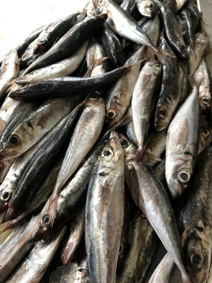 Food fresh sea