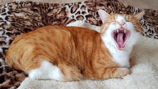 Lying screaming protesting