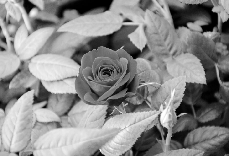 Nature plant romanticism