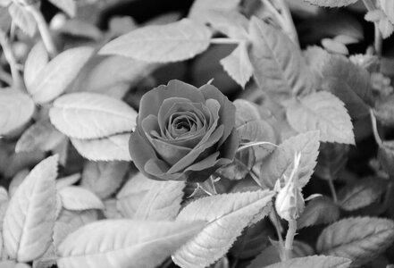 Nature plant romanticism
