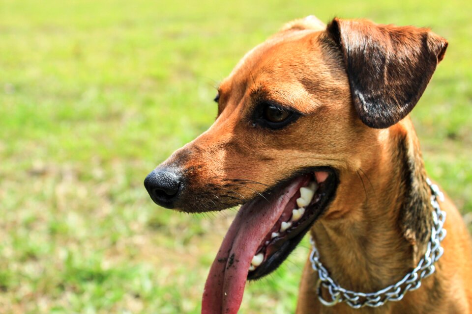 Pet dog animal